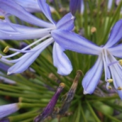 Agapanthus 'Regal Beauty'