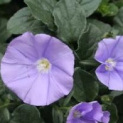 Convolvulus sabatius 