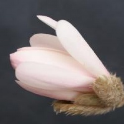 Magnolia stellata 'Royal Star'