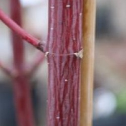 Acer davidii 'Georges Forrest'