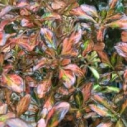 Coprosma 'Evening Glow' - Coprosma Evening Glow