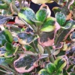 Coprosma repens 'Pink Splendour' - Coprosma Pink Splendour