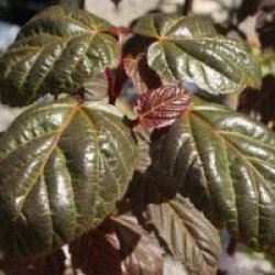 Acer davidii 'Georges Forrest'