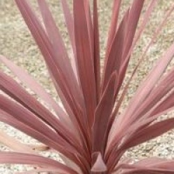 Cordyline australis 'Burgundy Spire'