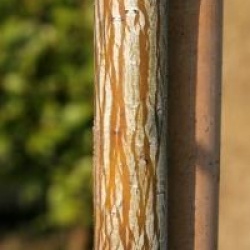 Acer davidii 'Madeline Spitta'