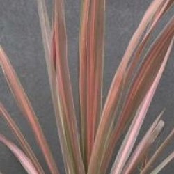 Cordyline australis 'Pink Stripe'