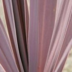 Cordyline australis 'Purpurea' - Cordyline � feuillage pourpre