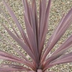 Cordyline australis 'Purpurea'