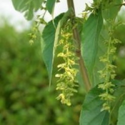 Acer davidii 'Madeline Spitta'