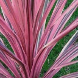 Cordyline Pacific Dawn