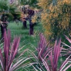 Cordyline australis 'Pacific Dawn'