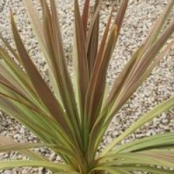 Cordyline 'Eurostar' - Cordyline Eurostar