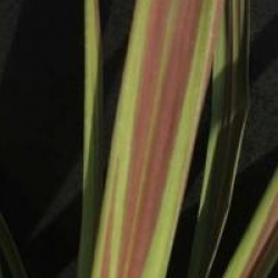 Cordyline 'Eurostar'