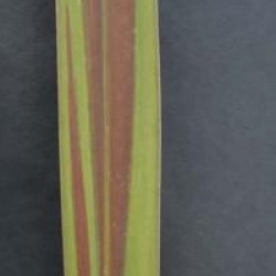 Cordyline 'Eurostar'