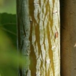 Acer davidii 'Madeline Spitta'