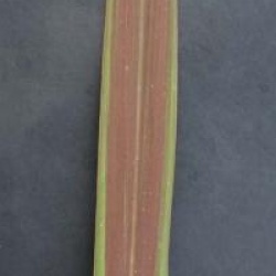 Cordyline 'Eurostar'