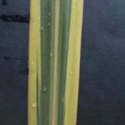 Cordyline australis 'Sparkler'