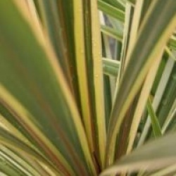 Cordyline australis 'Sparkler'