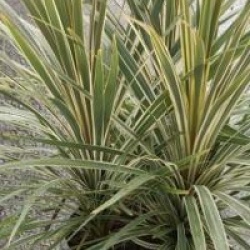Cordyline australis 'Sparkler'