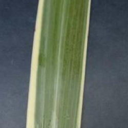 Cordyline australis 'Sparkler'