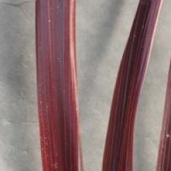 Cordyline Cardinal