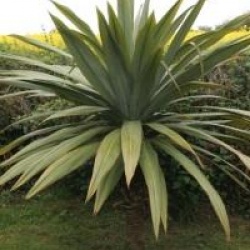 Cordyline indivisa