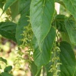 Acer davidii 'Madeline Spitta'