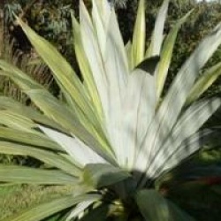 Cordyline indivisa