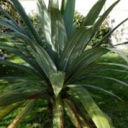 Cordyline indivisa