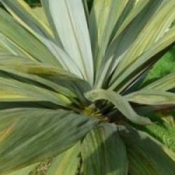 Cordyline indivisa