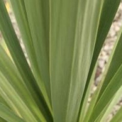 Cordyline kaspar