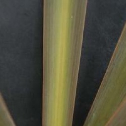 Cordyline kaspar 'Purpurea'