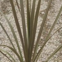 Cordyline kaspar 'Purpurea'