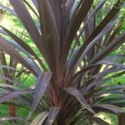 Cordyline Purple Sensation