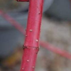 Cornus alba 'Aurea' 