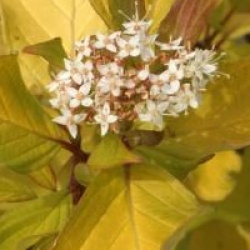 Cornus alba 'Aurea' 