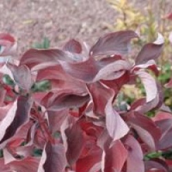 Cornus alba Baton Rouge � 'Minbat' cov