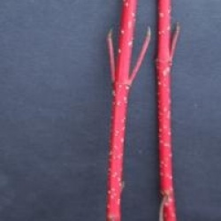 Cornus alba Baton Rouge � 'Minbat' cov