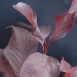 Cornus alba Baton Rouge � 'Minbat' cov - Cornouiller Baton Rouge