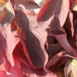 Cornus alba Baton Rouge � 'Minbat' cov