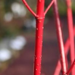 Cornus alba Baton Rouge � 'Minbat' cov