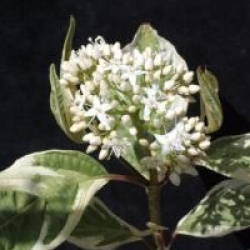 Cornus alba 'Elegantissima' - Cornouiller argent�