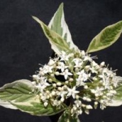 Cornus alba 'Elegantissima'