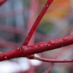 Cornus alba 'Elegantissima'