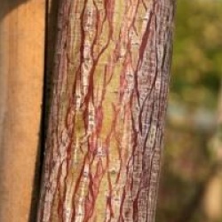 Acer davidii 'Rosalie' - �rable davidii Rosalie