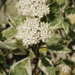 Cornus alba 'Elegantissima'