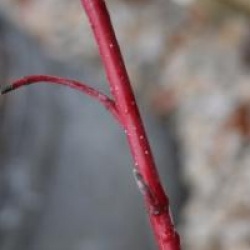 Cornus alba 'Gouchaultii'