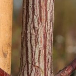 Acer davidii 'Rosalie'