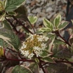 Cornus alba 'Sibirica Variegata'