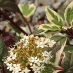 Cornus alba 'Sibirica Variegata' - Cornouiller de Sib�rie panach�